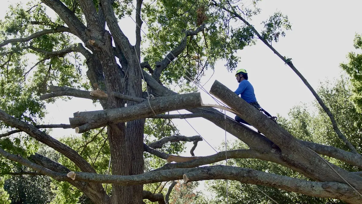 Professional Hazardous Tree Removal performed by certified arborists in Brevard